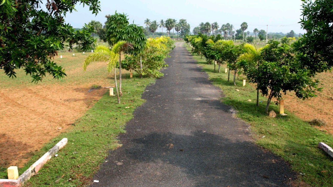 Black top road lined with trees at Yogalakshmi Nagar
