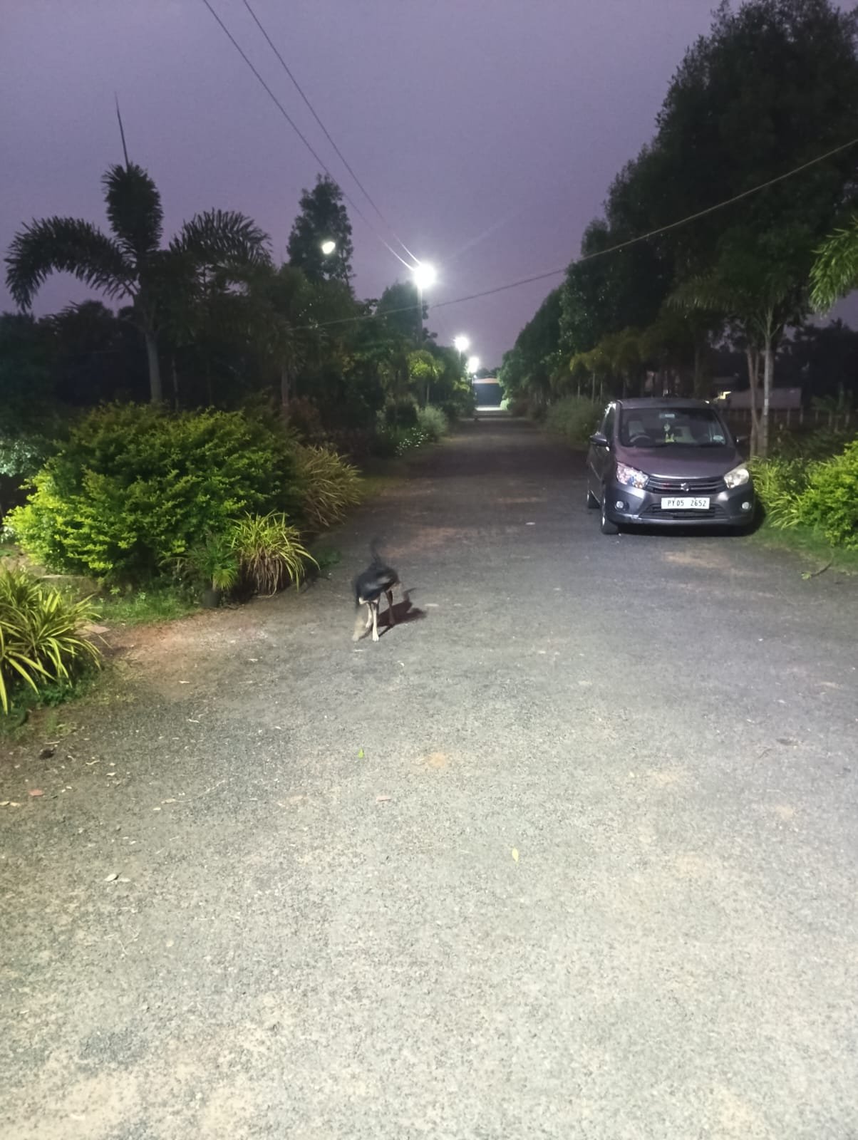 Lit street lights along a tree-lined road at Yogalakshmi Nagar